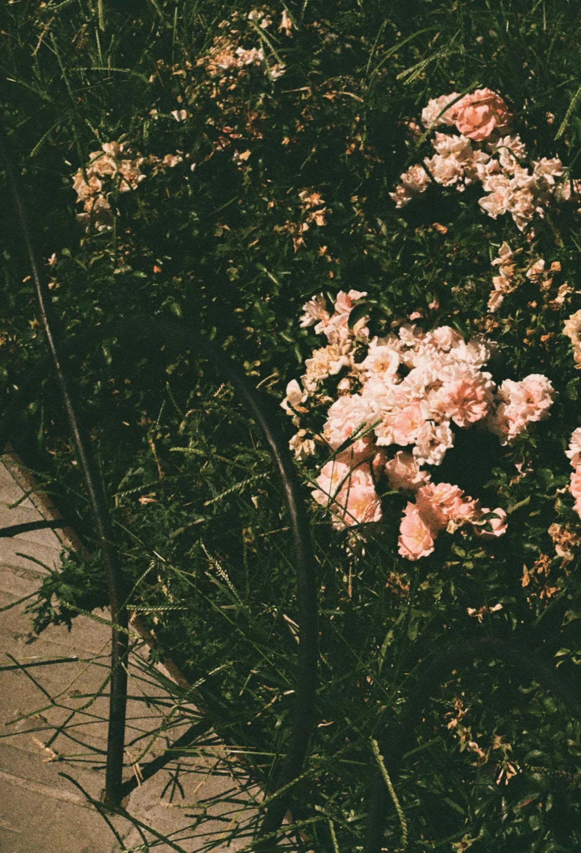 THE BIG BLOOM PERFUMED DIFFUSER DISC