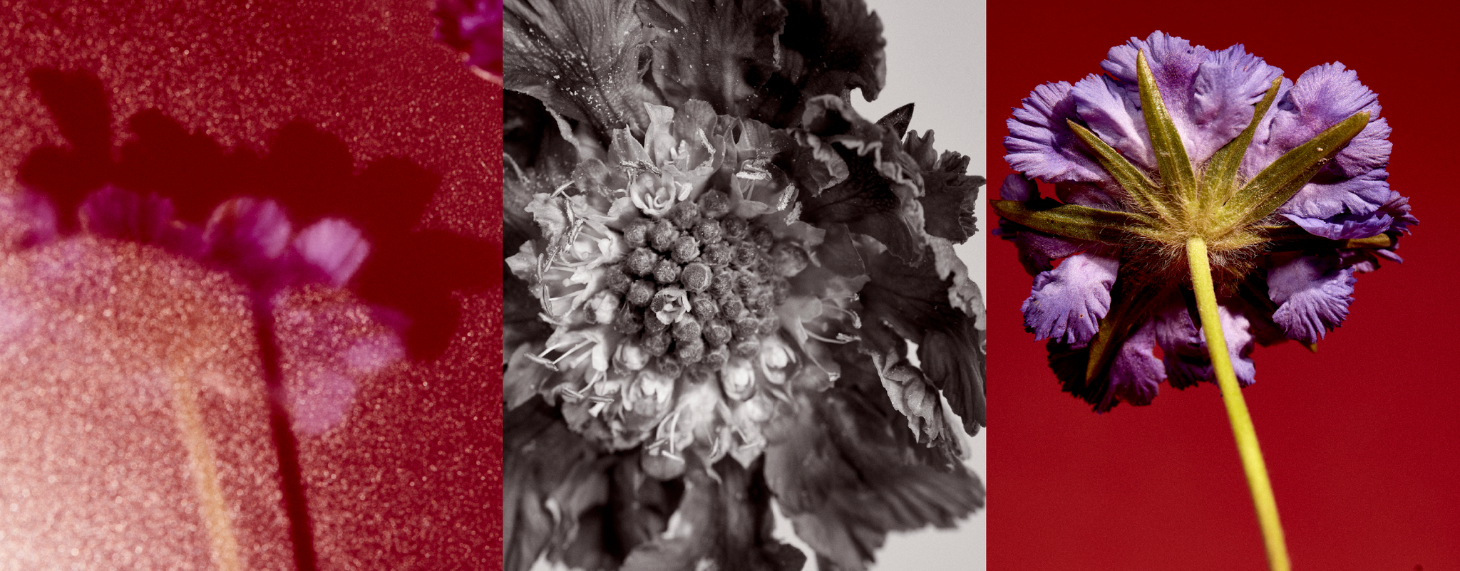 THE BIG BLOOM CANDLE